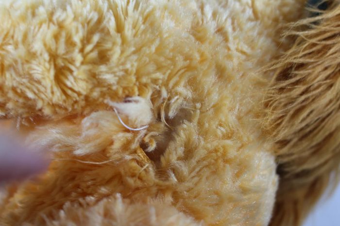 Disneystore Lady La belle et le clochard Peluche (prévoir couture) - photo numéro 4