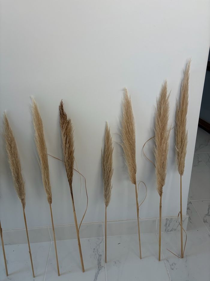 Lot de 13 tige de pampas - photo numéro 4