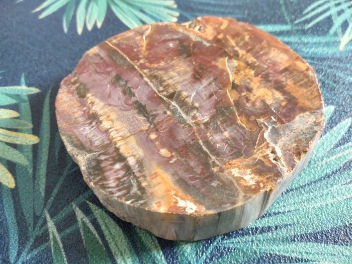 Belle tranche de bois fossilisé - photo numéro 3