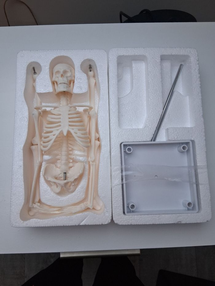 Mini modèle squelette humain pour anatomie - photo numéro 4