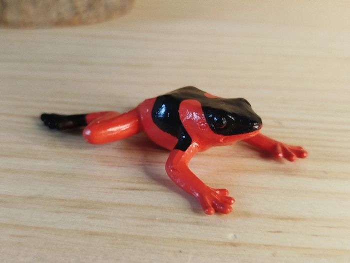 Safari Grenouille venimeuse Animal équatoriale - photo numéro 2