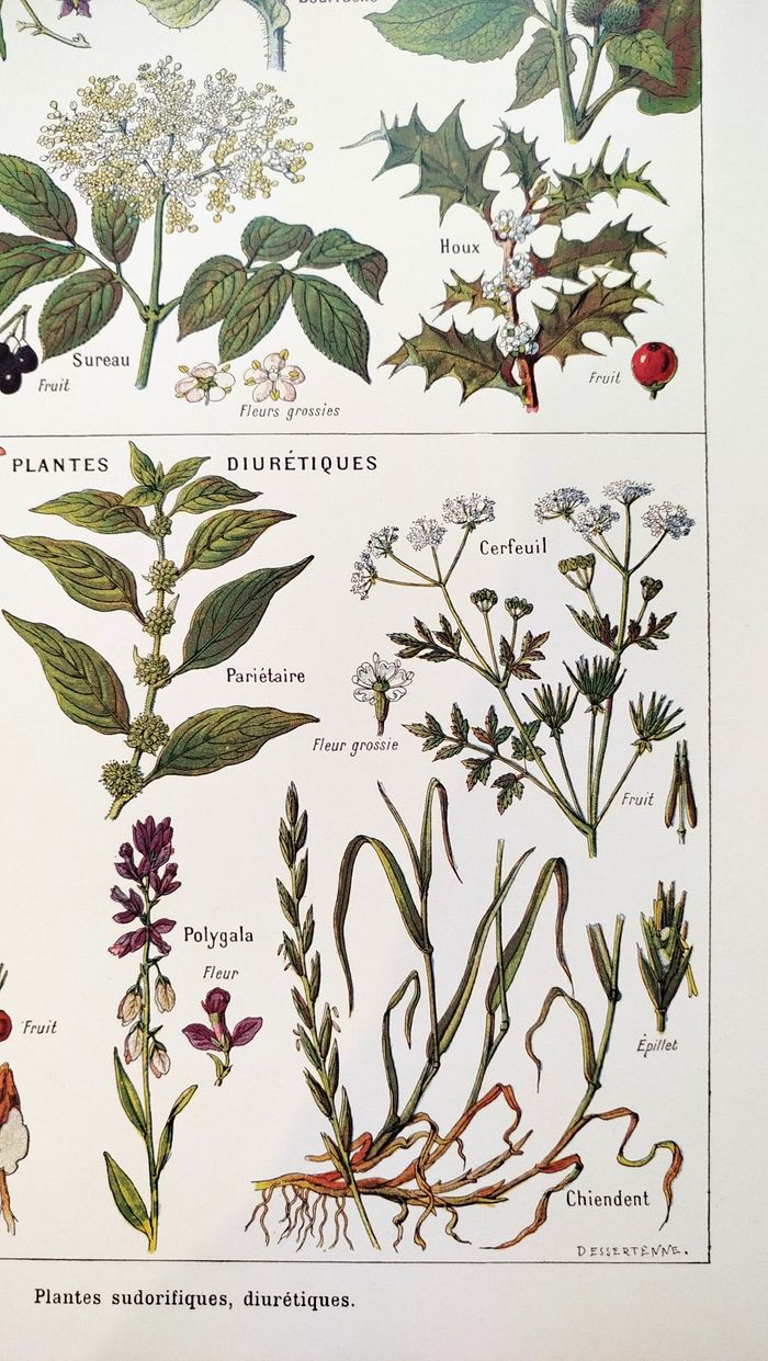 Affiche sur les plantes sudorifiques, d'après une lithographie de 1928 - photo numéro 4
