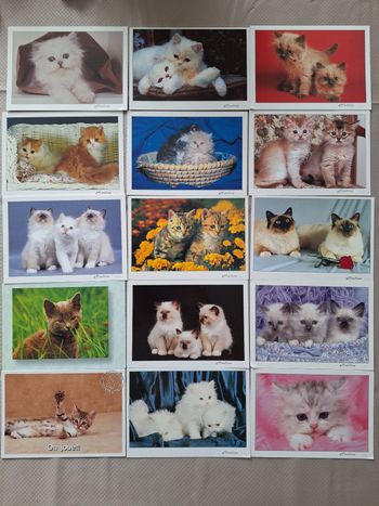Lot de 66 cartes postales thème chats