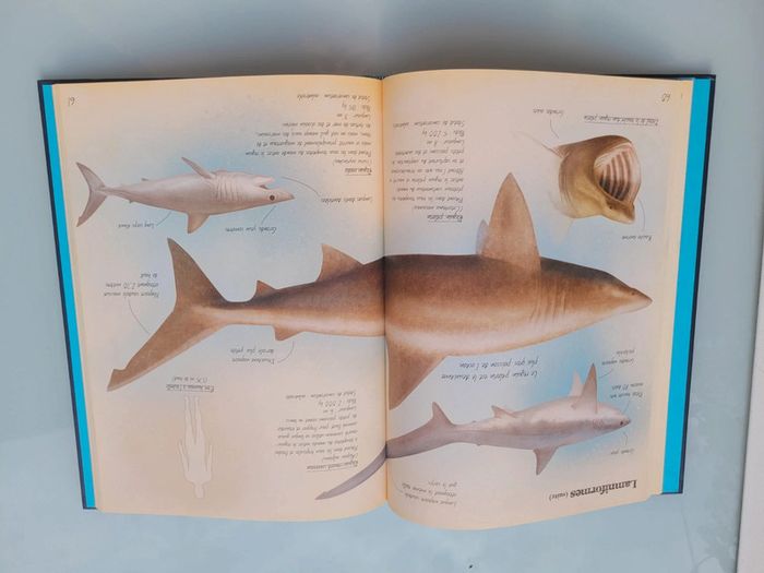 Très beau livre grand format : 🦈 Les Animaux Marins du Monde 🐋 Grenouille éditions (63) - photo numéro 8