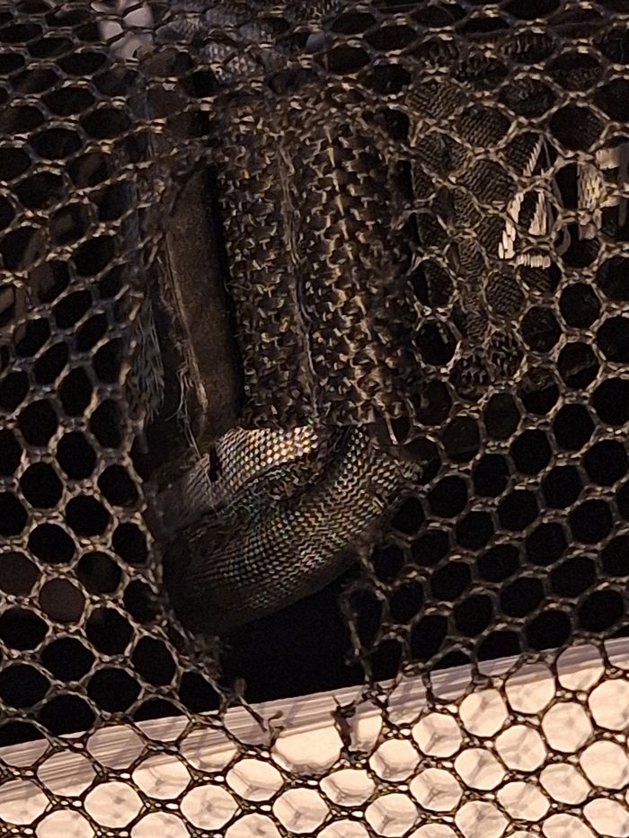 Protèges coudes, genoux et mains junior - photo numéro 8