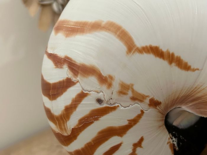 Grand coquillage nautile - photo numéro 5