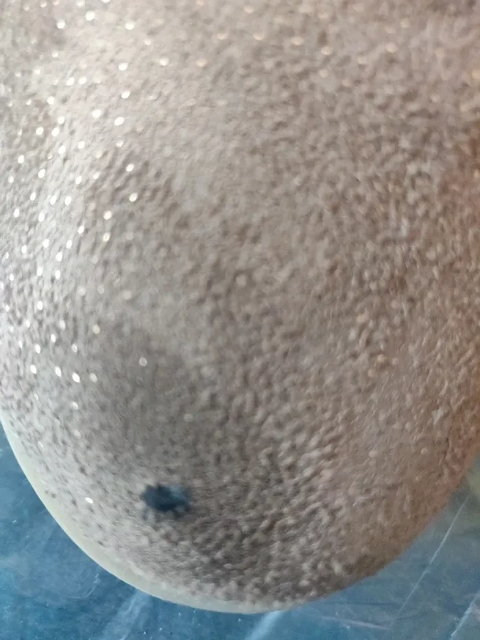 Bottines Naf Naf - photo numéro 6