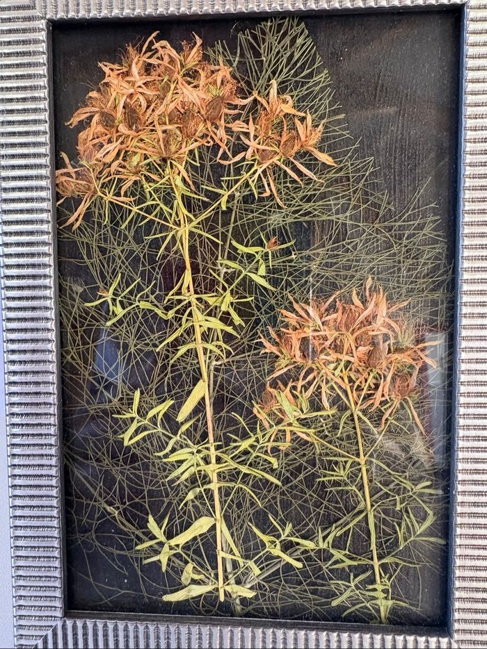 Cadre fleurs séchées