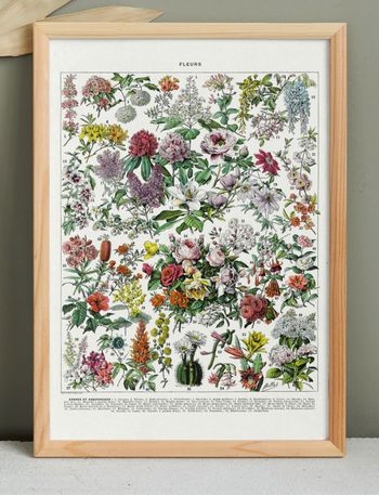 🪴 Affiche sur les fleurs "rosiers", d'après une lithographie de 1928