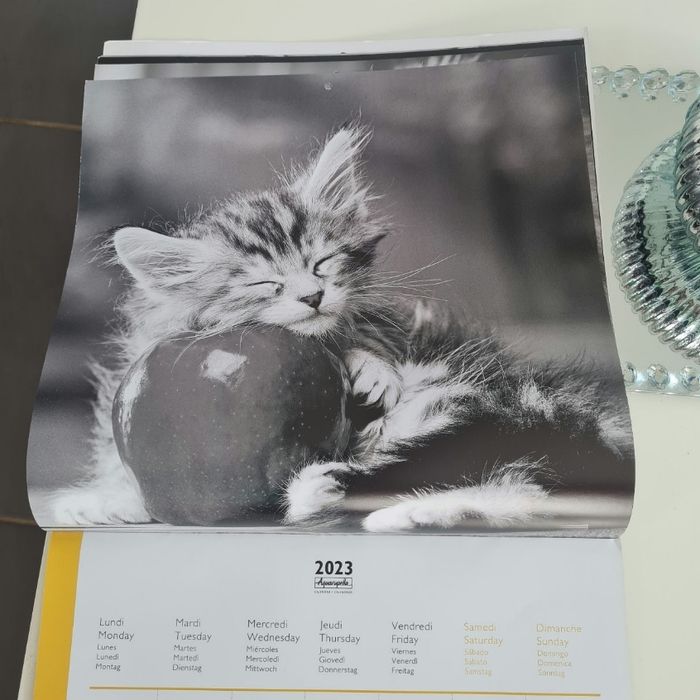 Calendrier chats 2023 - photo numéro 5