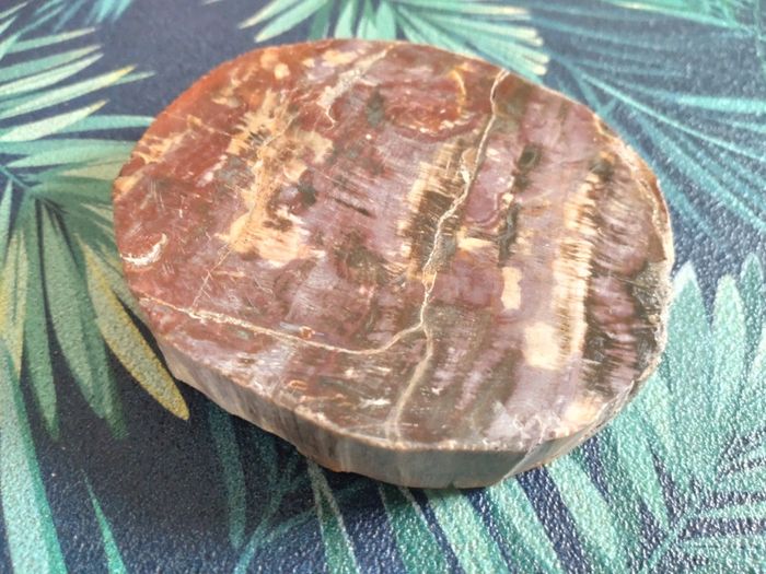Belle tranche de bois fossilisé - photo numéro 5