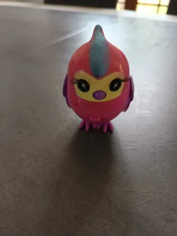 Vend oiseaux little live pet