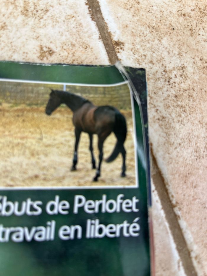 Livre, cheval pratique - photo numéro 3