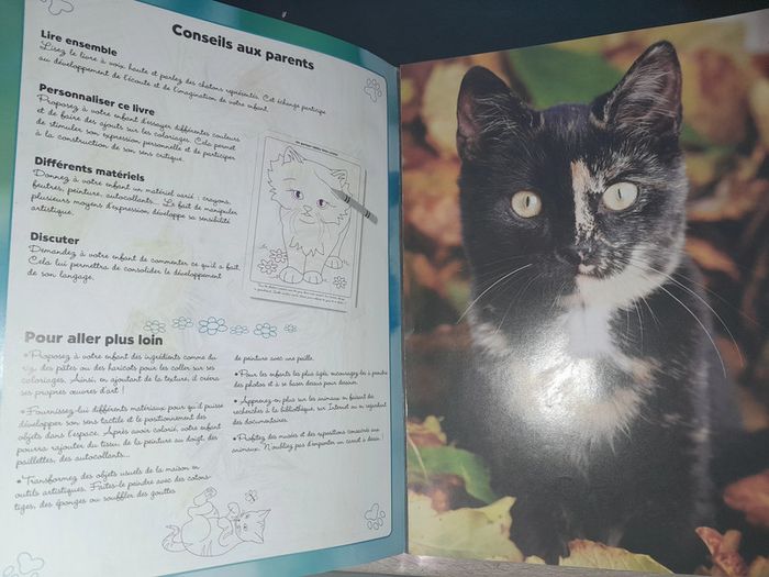 posters à colorier les chatons - photo numéro 2