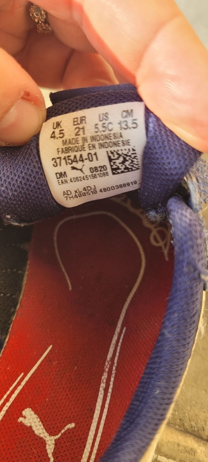 Puma bleu - photo numéro 3