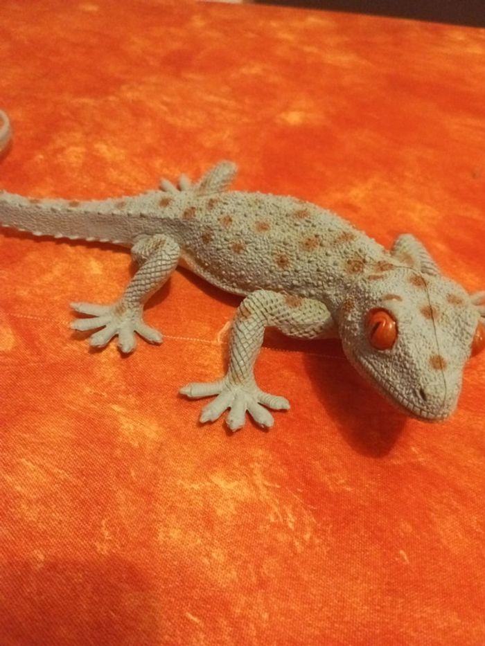 Lézard gekko - photo numéro 3