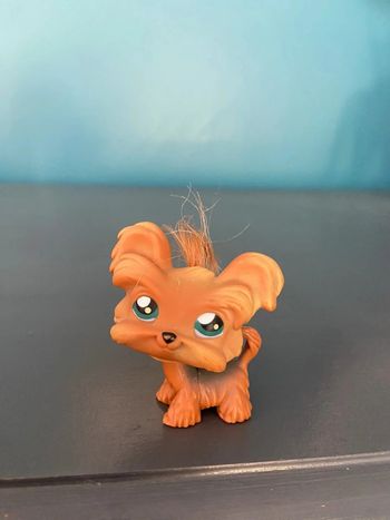 Chien shih tzu yorkie LPS #6