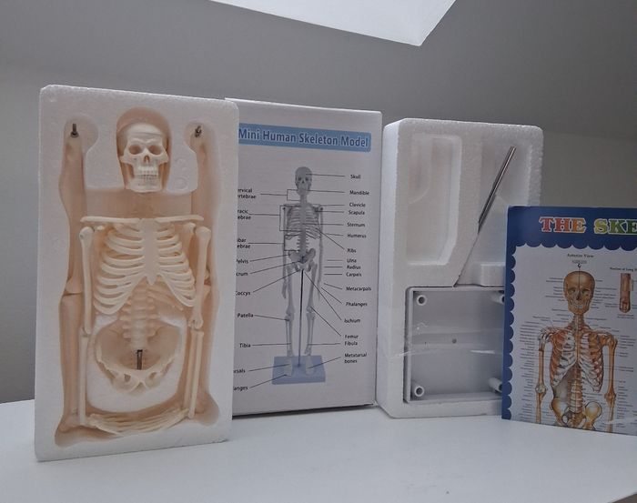 Mini modèle squelette humain pour anatomie - photo numéro 2