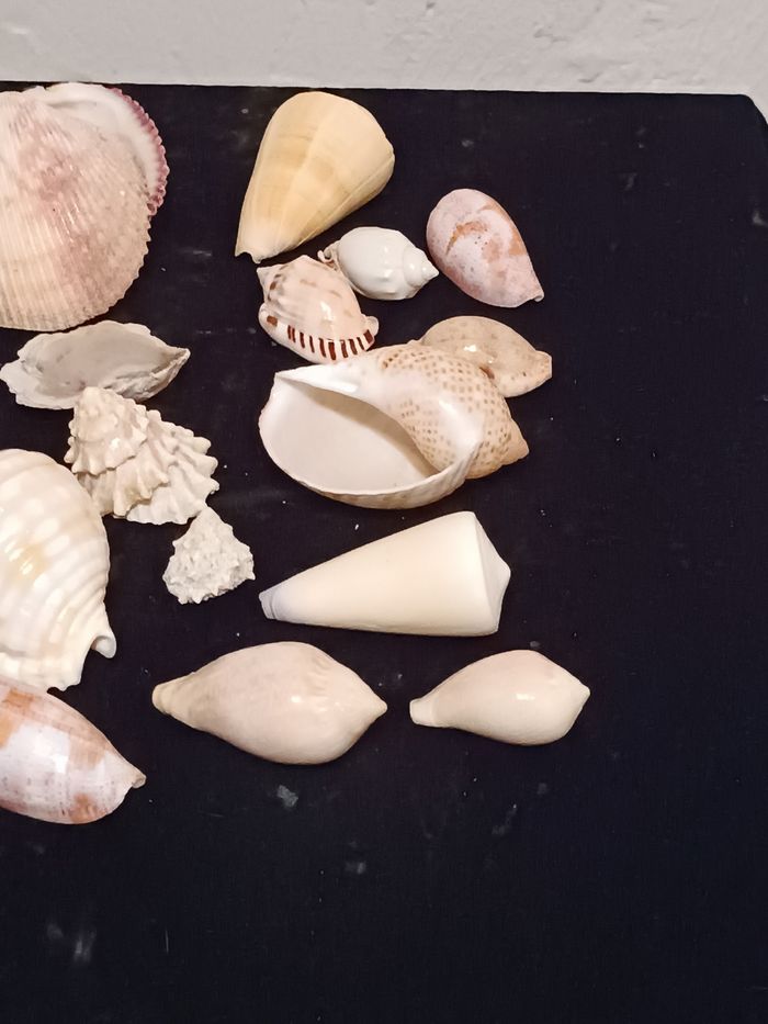 Lot de différents coquillages - photo numéro 7