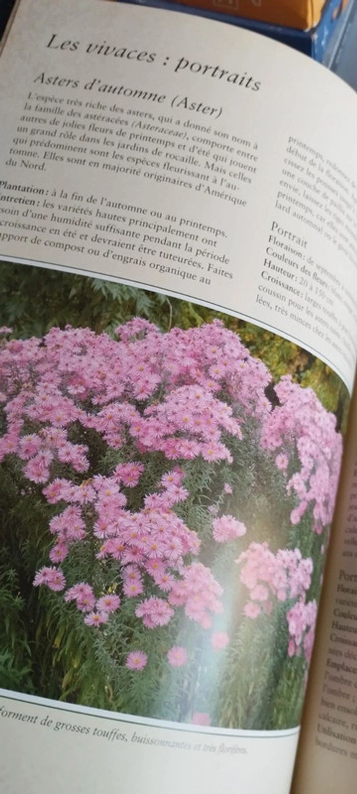 Plantes du jardin des conseils de bon papa - photo numéro 7