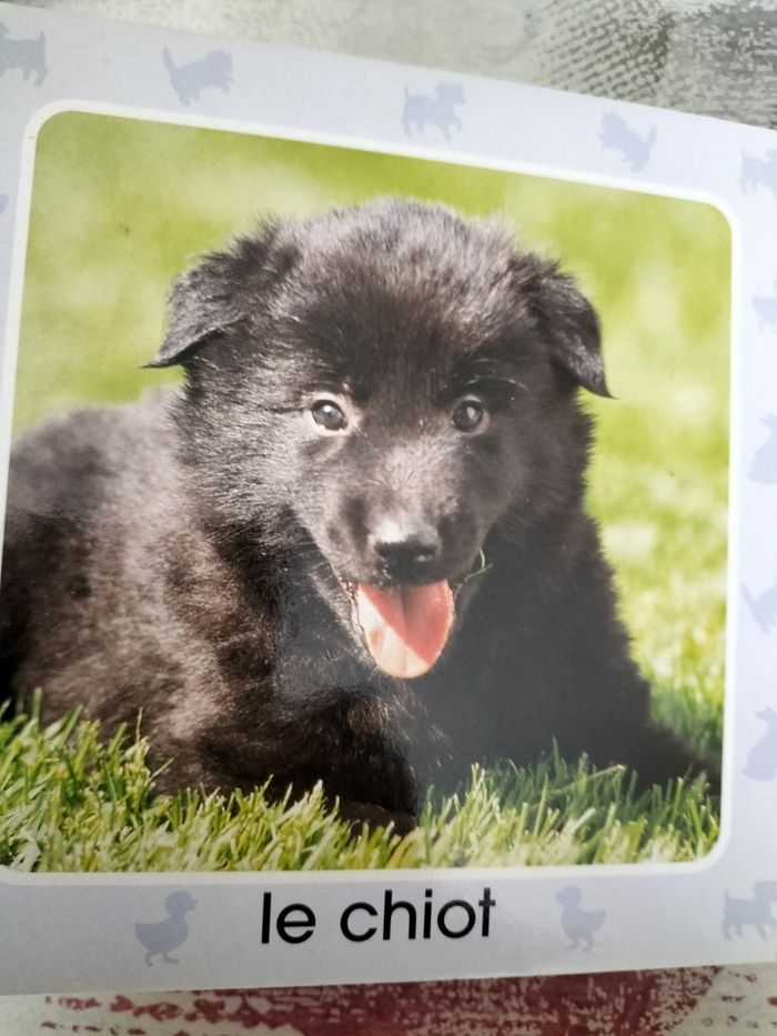 Livre photo des animaux - photo numéro 3
