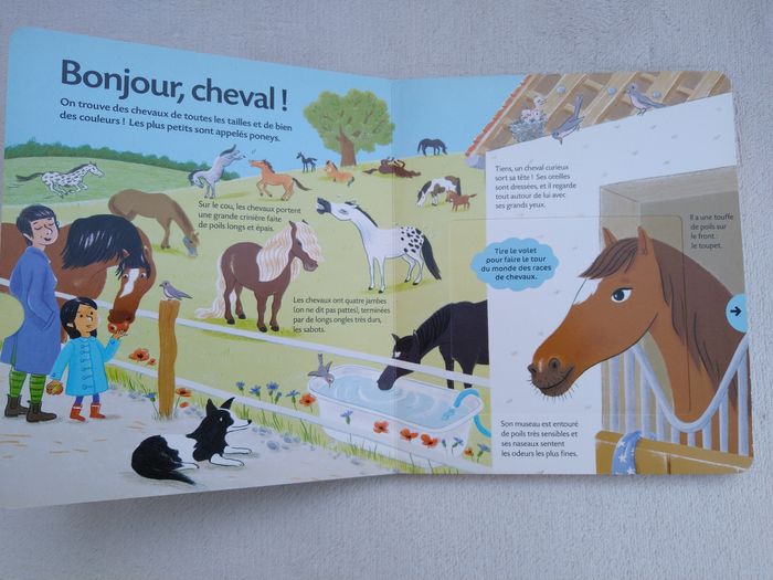 Livre Les chevaux et les poneys Mango - photo numéro 5