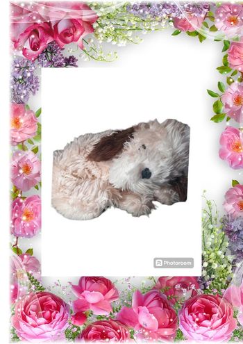 💫🌸Peluche 🌸💫