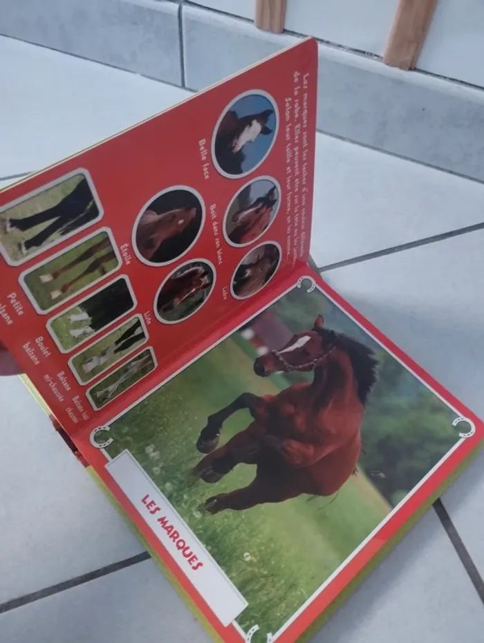 Livre les chevaux et poneys cartonné - photo numéro 8