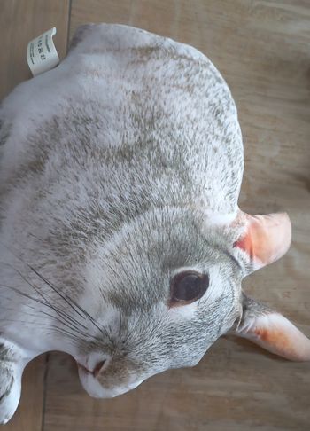 Coussin lapin