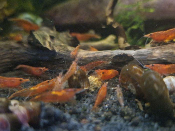 Crevettes d'Aquarium Décoration - photo numéro 4