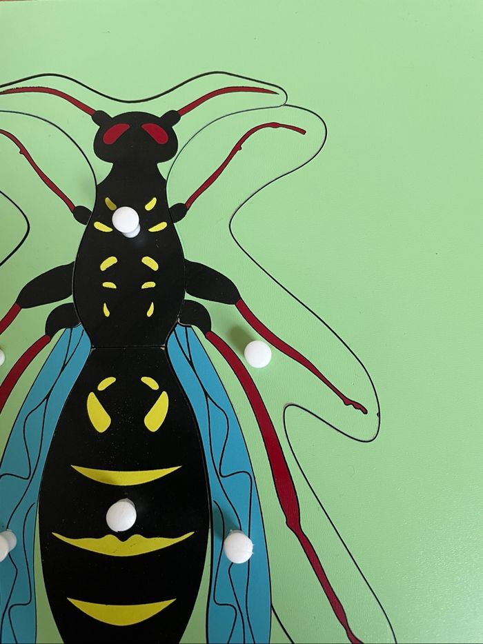 Puzzle Zoologie Montessori : La guêpe - photo numéro 3