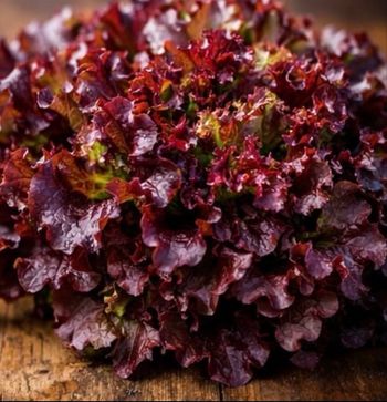 Salade frisée rouge 550 graines 