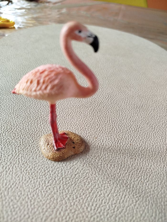 Flamant rose - photo numéro 4