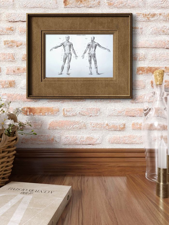 Imprimée en 1851, Le Squelette humain, Vintage Authentique (cadre non inclus ) - photo numéro 3