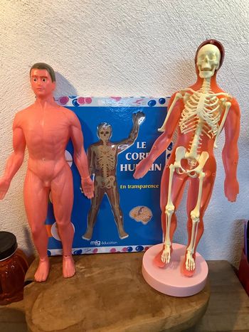 Figurine et livre sur le corps humain