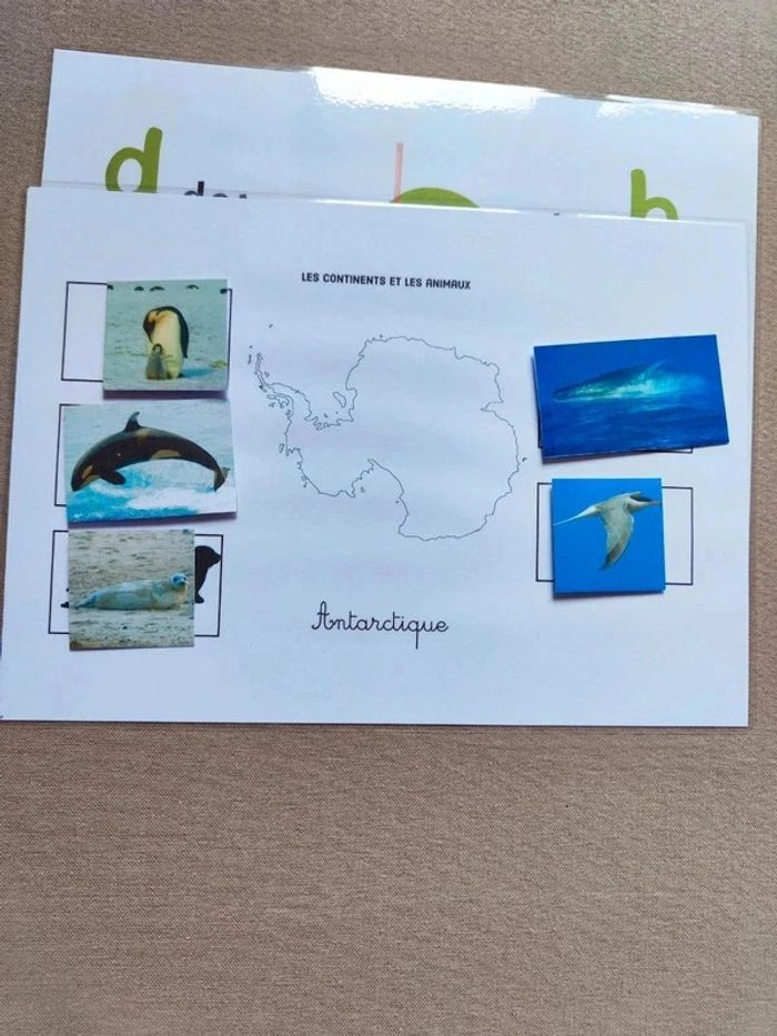 Les 7 continents et ses animaux à scratcher Montessori - photo numéro 10