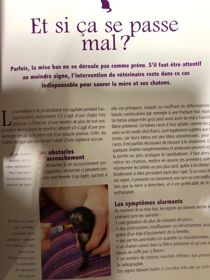 Amour de chaton - photo numéro 3