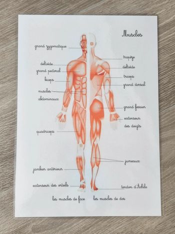 Fiche A4 des muscles du corps humain