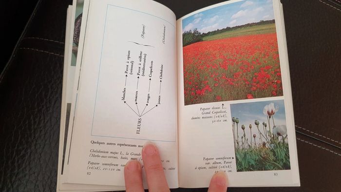 Livre " Je reconnais les fleurs, plaines et collines, de Michelle Lorrain. - photo numéro 12