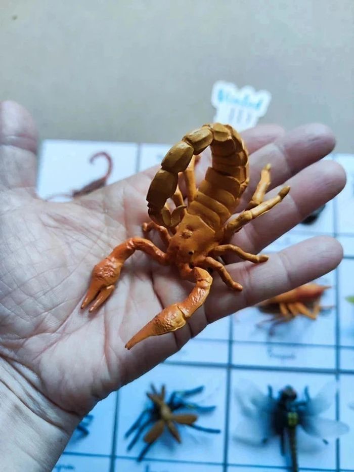 12 cartes de nomenclatures sur les insectes avec grands insectes Montessori - photo numéro 6