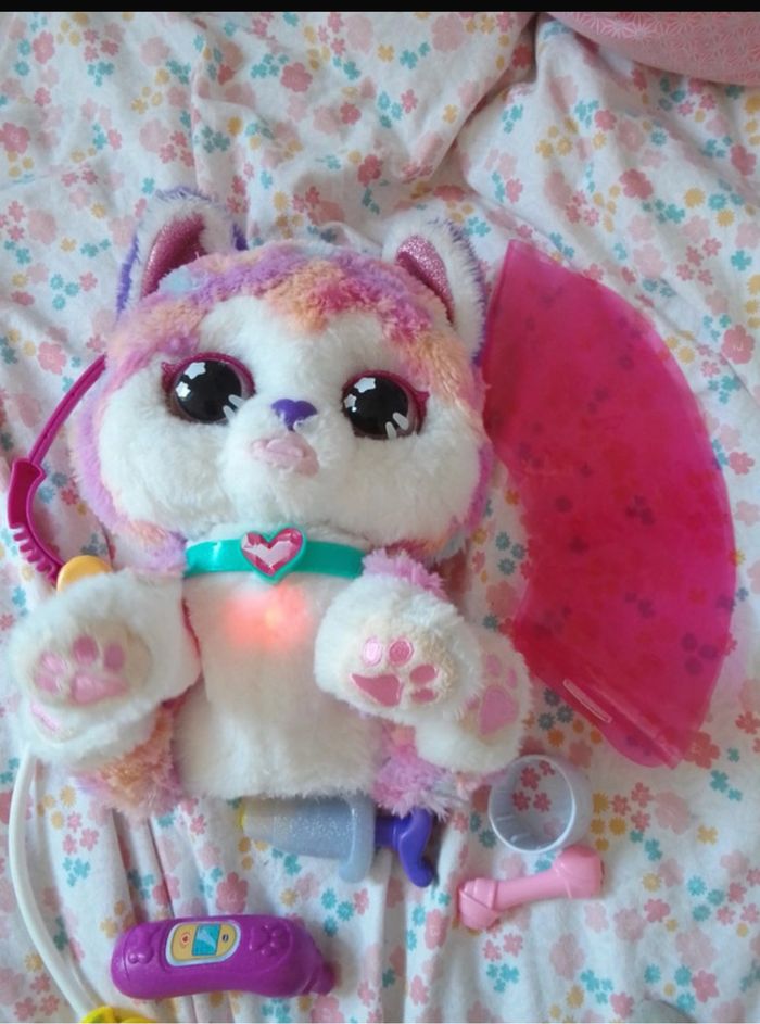 Rainbow  chien bobo - photo numéro 4