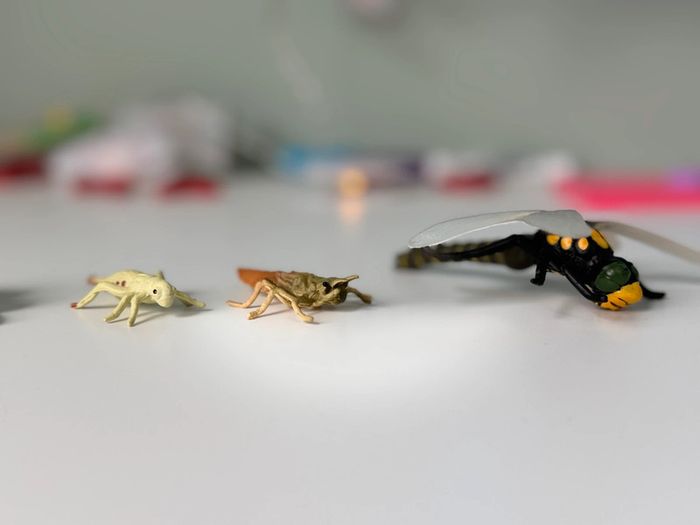 Cycle de vie: Figurines de la Libellule (Langage, sciences.) - photo numéro 5