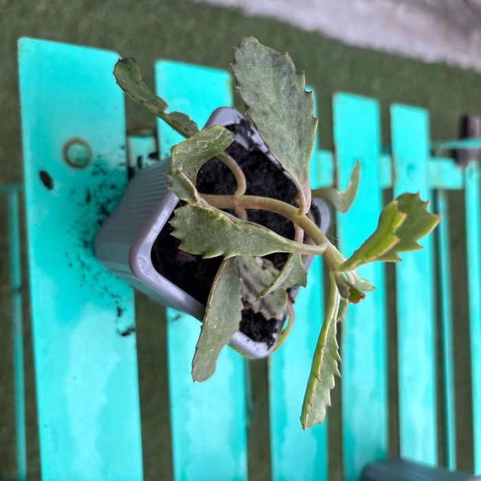 Superbe bouture Kalanchoe daigremontiana, plantes-mères ou Mère de milliers. - photo numéro 2