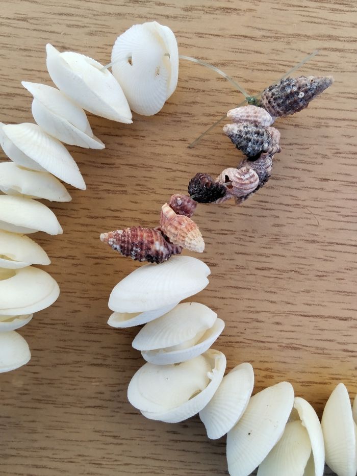 Collier coquillage - photo numéro 2