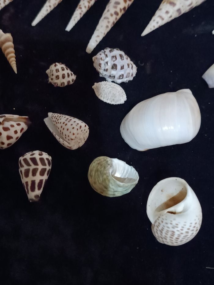 Lot coquillages - photo numéro 4