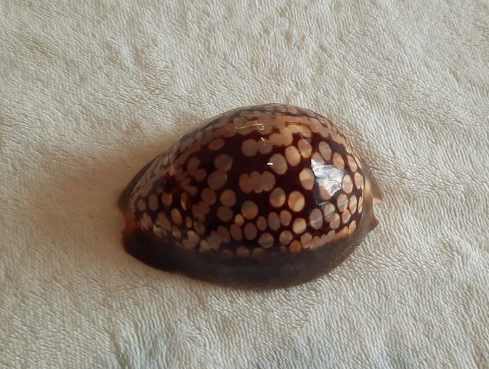 Coquillage - photo numéro 9