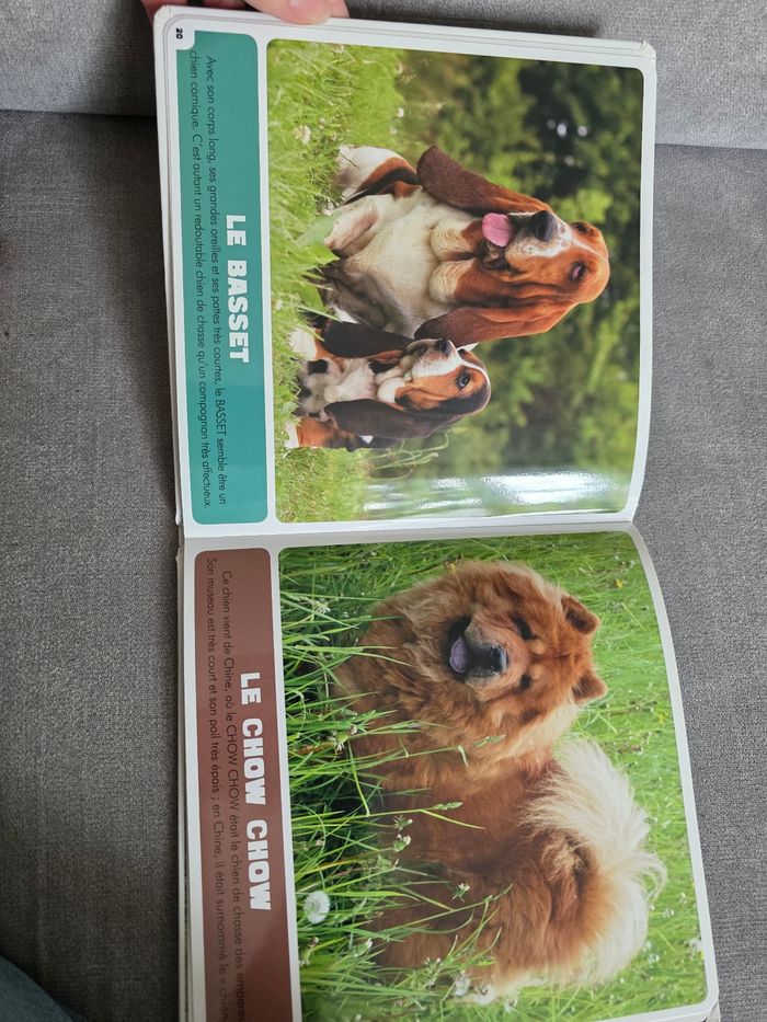 Les chiens - photo numéro 3