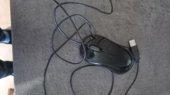 Souris
