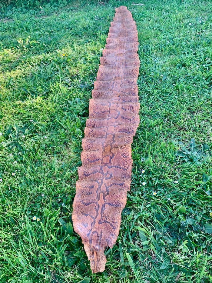 Véritable peau de serpent 🐍 tannée - photo numéro 2
