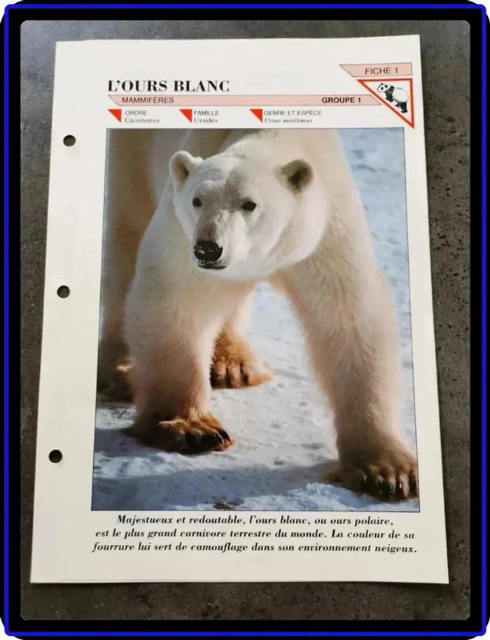 Fiches animaux - photo numéro 2